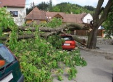 Kwikfynd Tree Cutting Services
moleriver