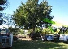 Kwikfynd Tree Management Services
moleriver